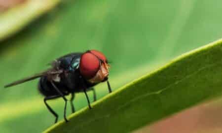 mosca da bicheira