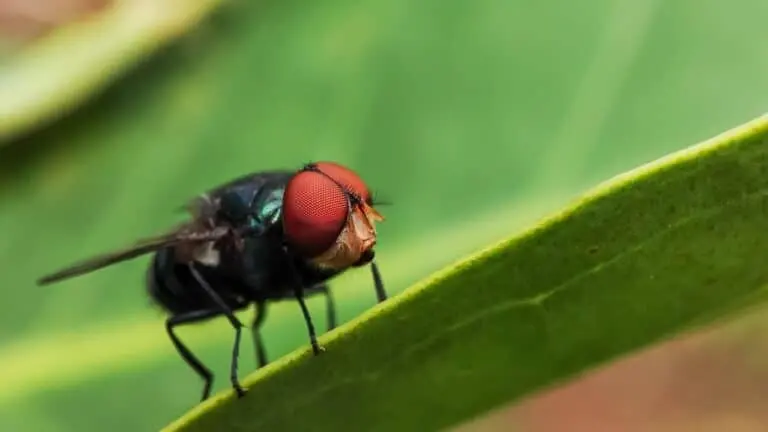 mosca da bicheira