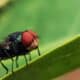 mosca da bicheira