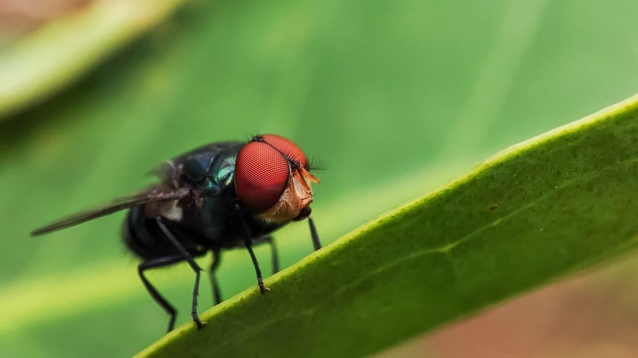 mosca da bicheira