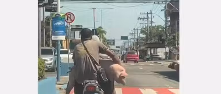 porco vivo