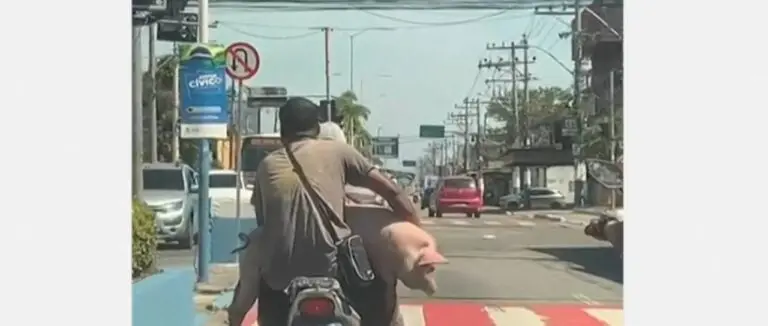 porco vivo