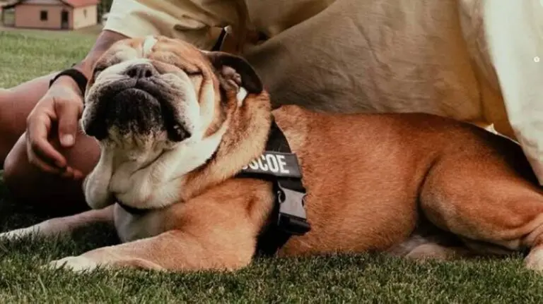 roscoe