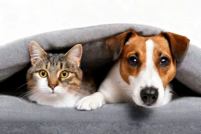 Animais domésticos, pets, gato, cachorro