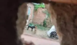 Serial Killer Ana Paula Fernandes: sospettata dell’omicidio di 4 persone confessa di aver avvelenato 14 cani con pellet a Guarulhos e Rio