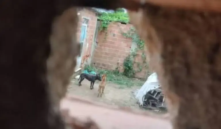 Cachorro envenenado