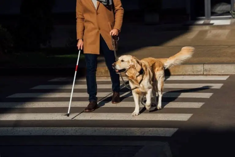 Homem cego com vara e cão de guia