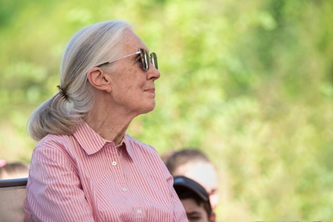 Jane Goodall