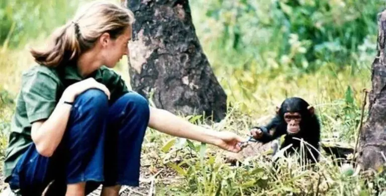Jane Goodall