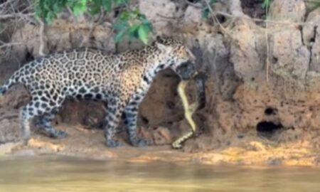 Onça-pintada devora sucuri