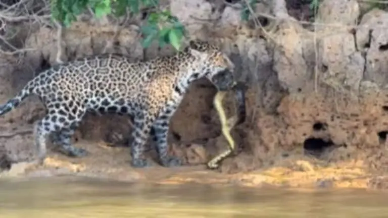 Onça-pintada devora sucuri