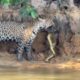 Onça-pintada devora sucuri