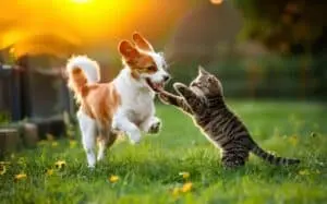 Gatos e cães: nova pesquisa holandesa esclarece o real impacto no humor de tutores estressados