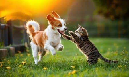 Pets, cachorro e gato brincando