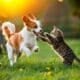 Pets, cachorro e gato brincando