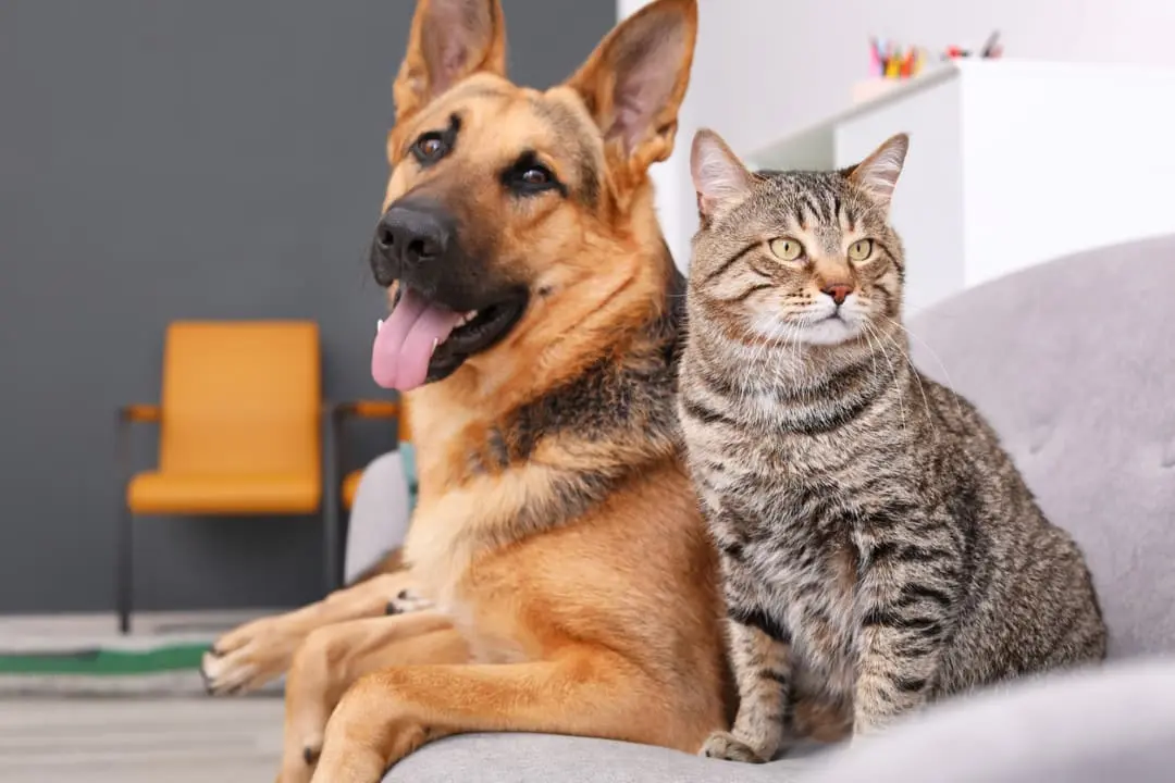 Animaux de compagnie, chat, chien, animaux domestiques