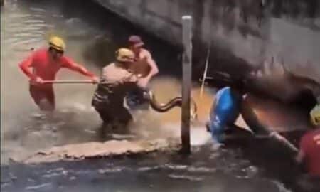 Sucuri gigante é encontrada em balneário de Rio Quente.