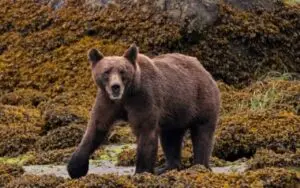 Yellowstone parkurunda ayıyla karşılaşan iki yürüyüşçü yaralandı