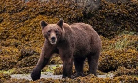 Urso pardo