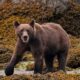 Urso pardo
