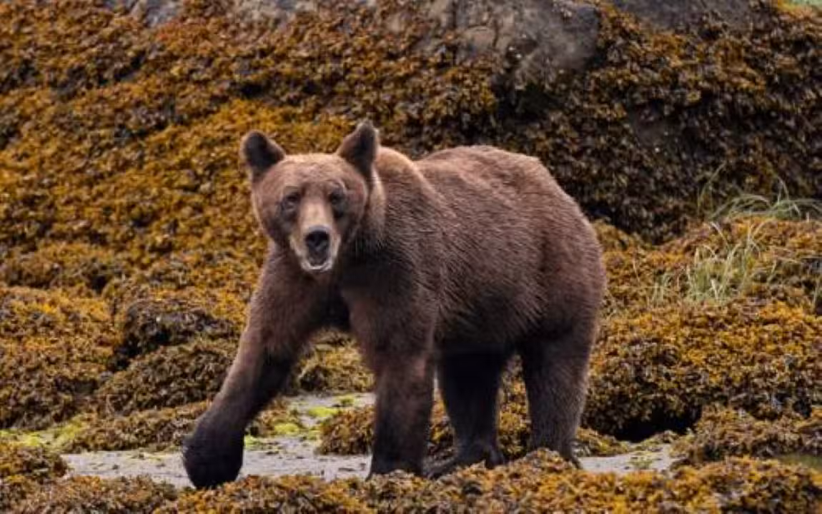 Urso pardo