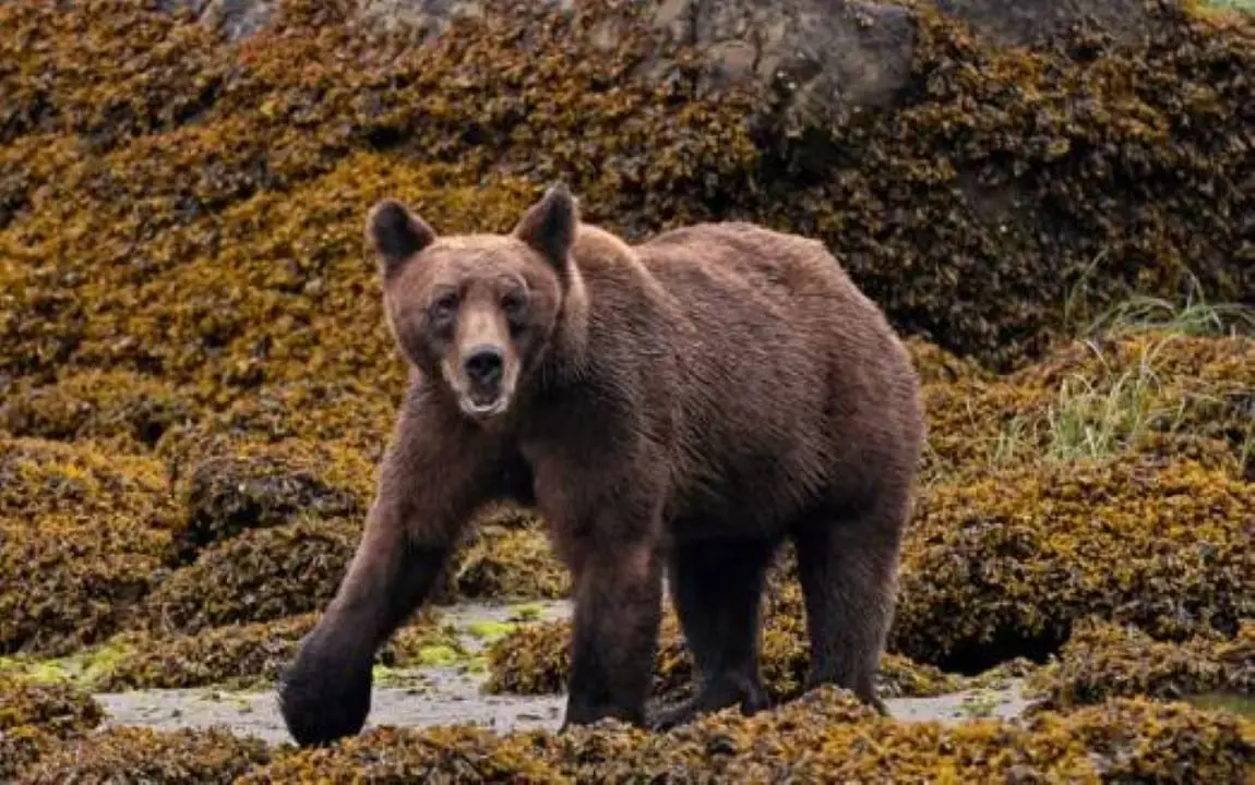 Urso pardo