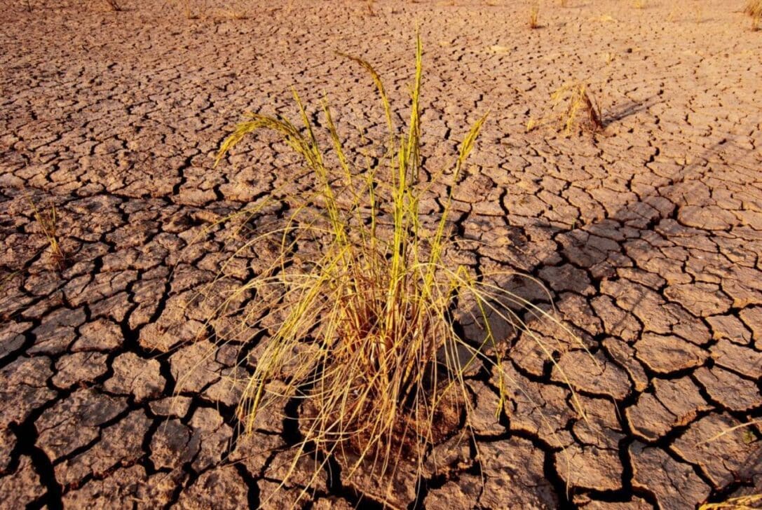 la niña