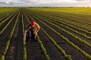 Comissão de Agricultura aprova isenção de IR para produtores rurais até R$ 508 mil anuais