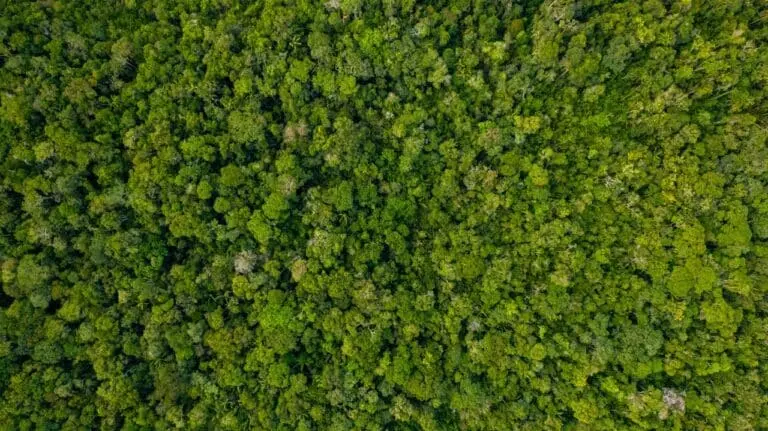Amazonia