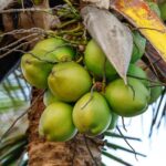 Coco, coqueiro