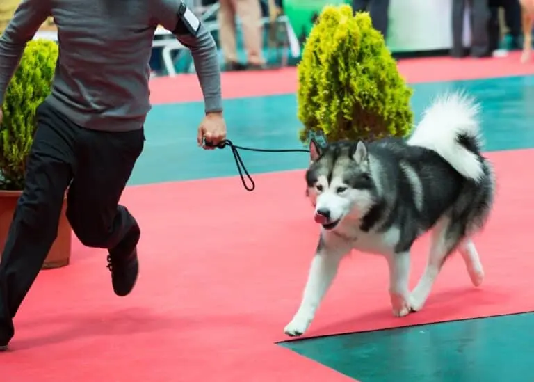 Exposição Nacional de Cães
