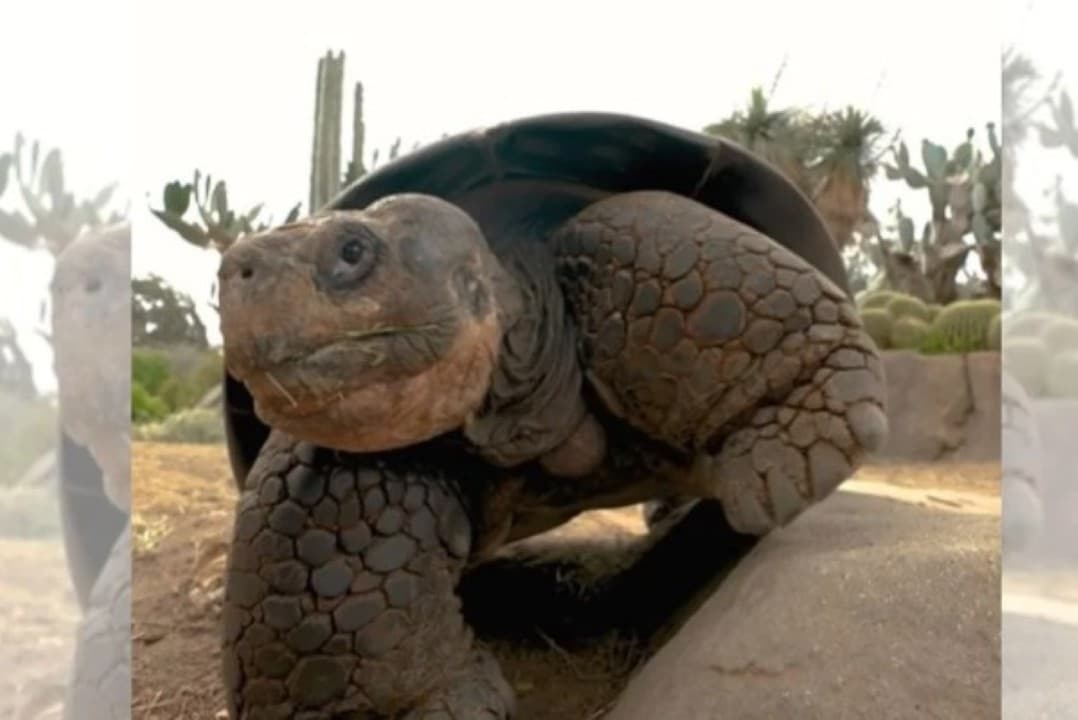 Gramma, tartaruga-gigante