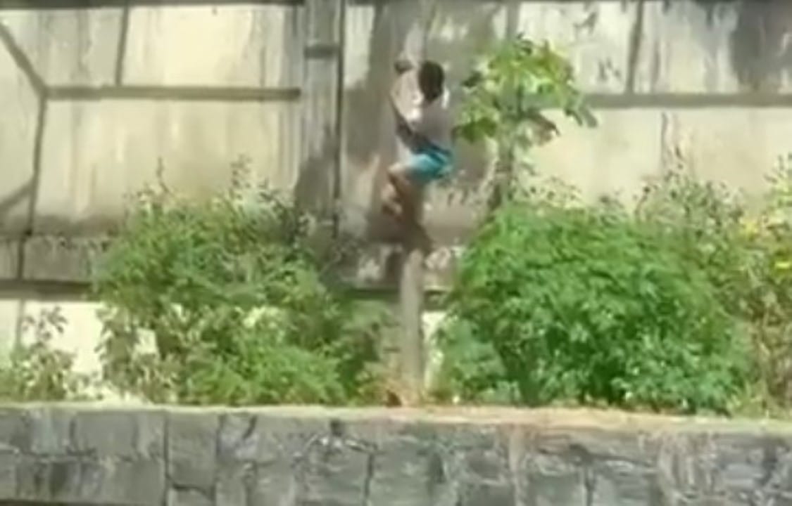 Homem invade jaula de leoa e morre atacado no zoológico