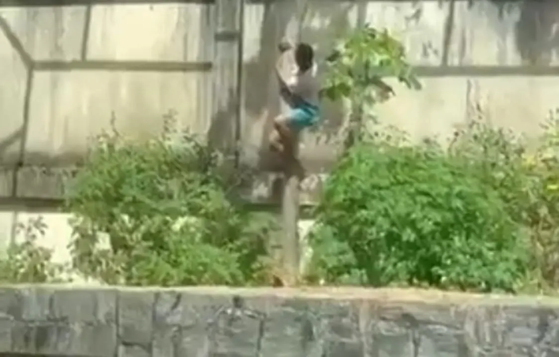 Homem invade jaula de leoa e morre atacado no zoológico