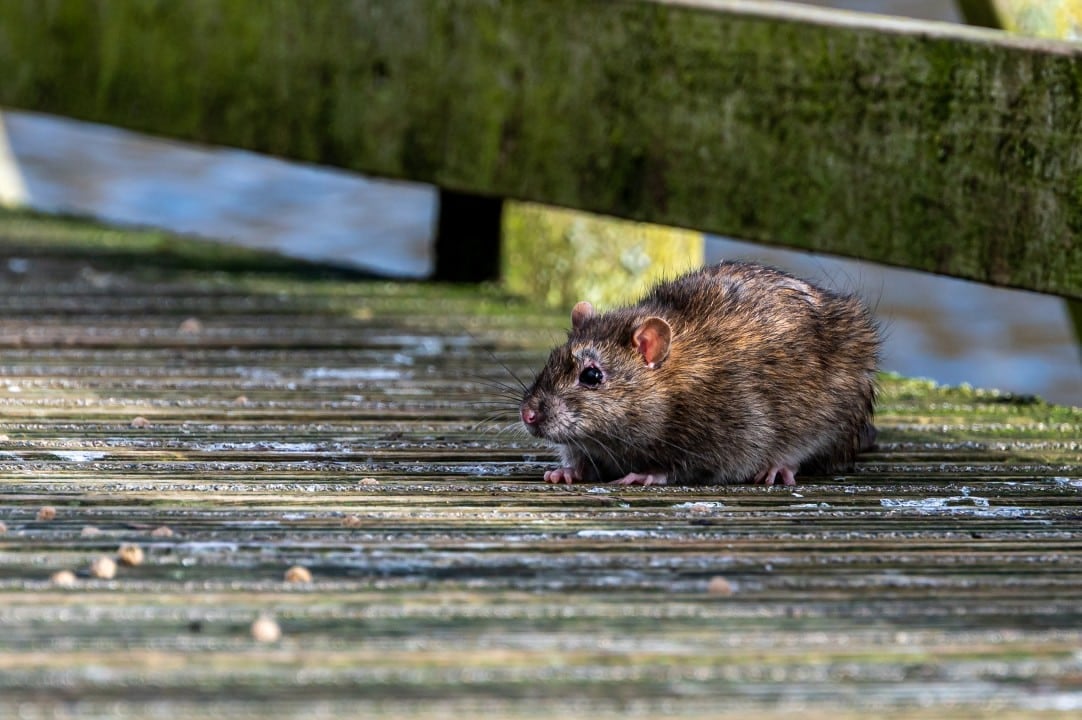 Leptospirose, rato