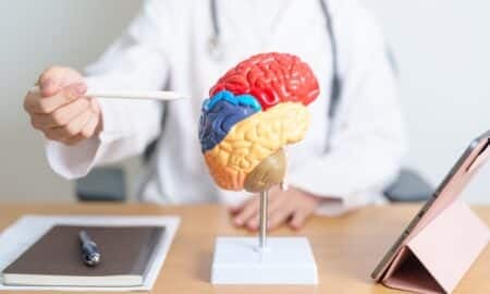 Modelo de anatomia do cérebro humano