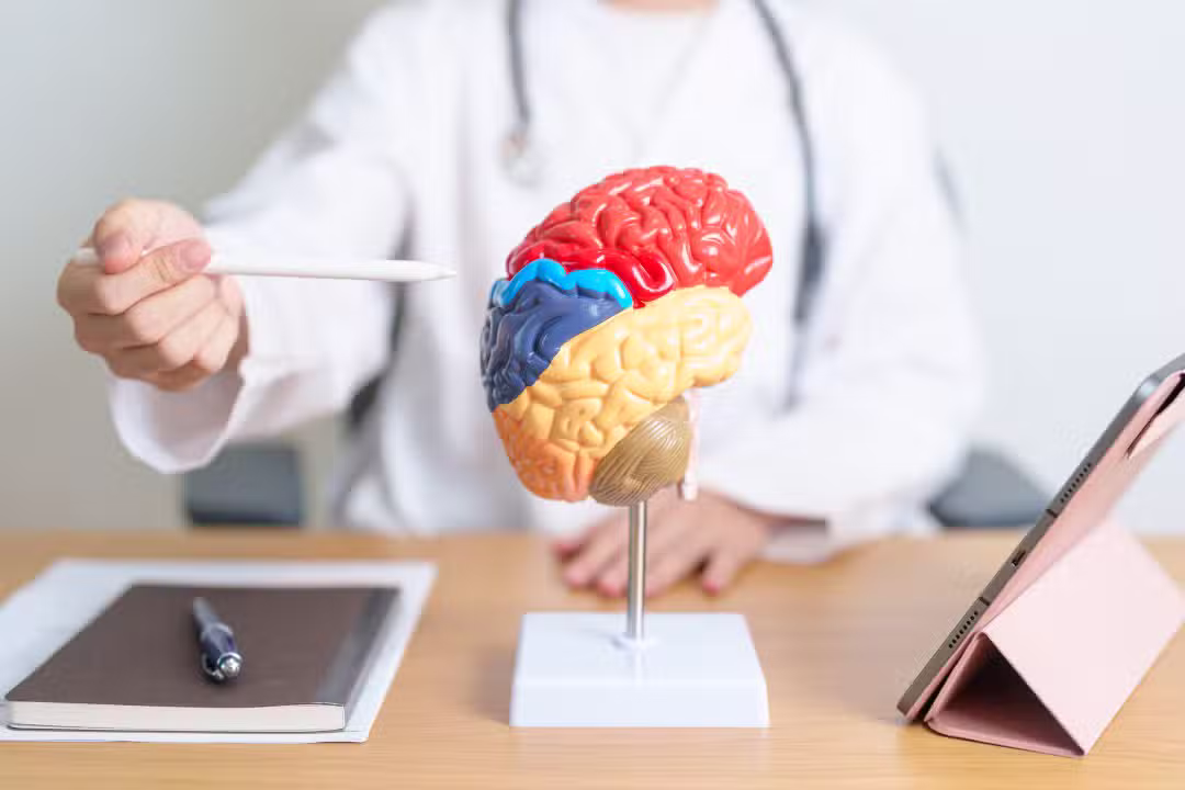 Modelo de anatomia do cérebro humano