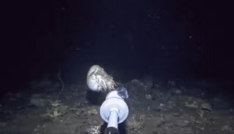YouTuber flagra criatura marinha desconhecida