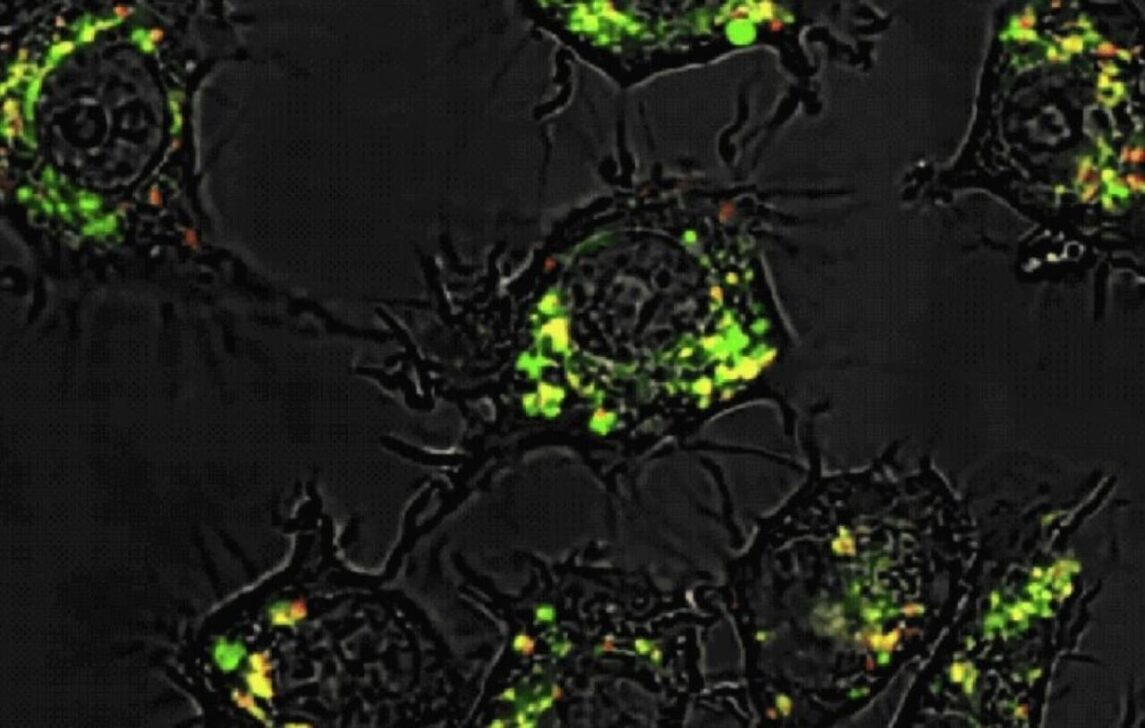 cientistas alteram quimioterápico e otimizam resultado em 10 mil vezes
