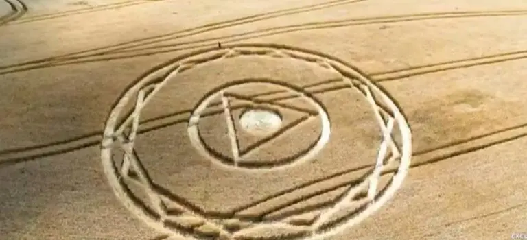 imagem plantação trigo