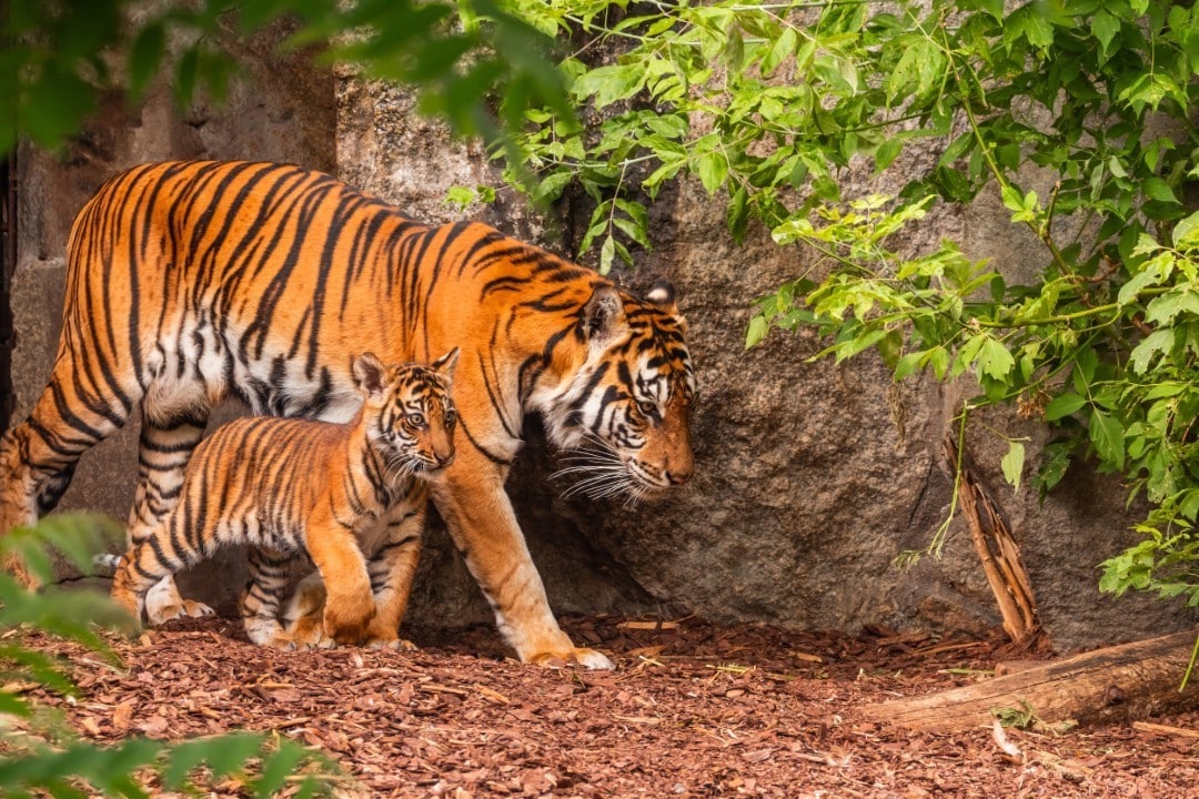 tigre