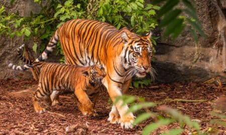 tigres