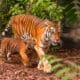 tigres
