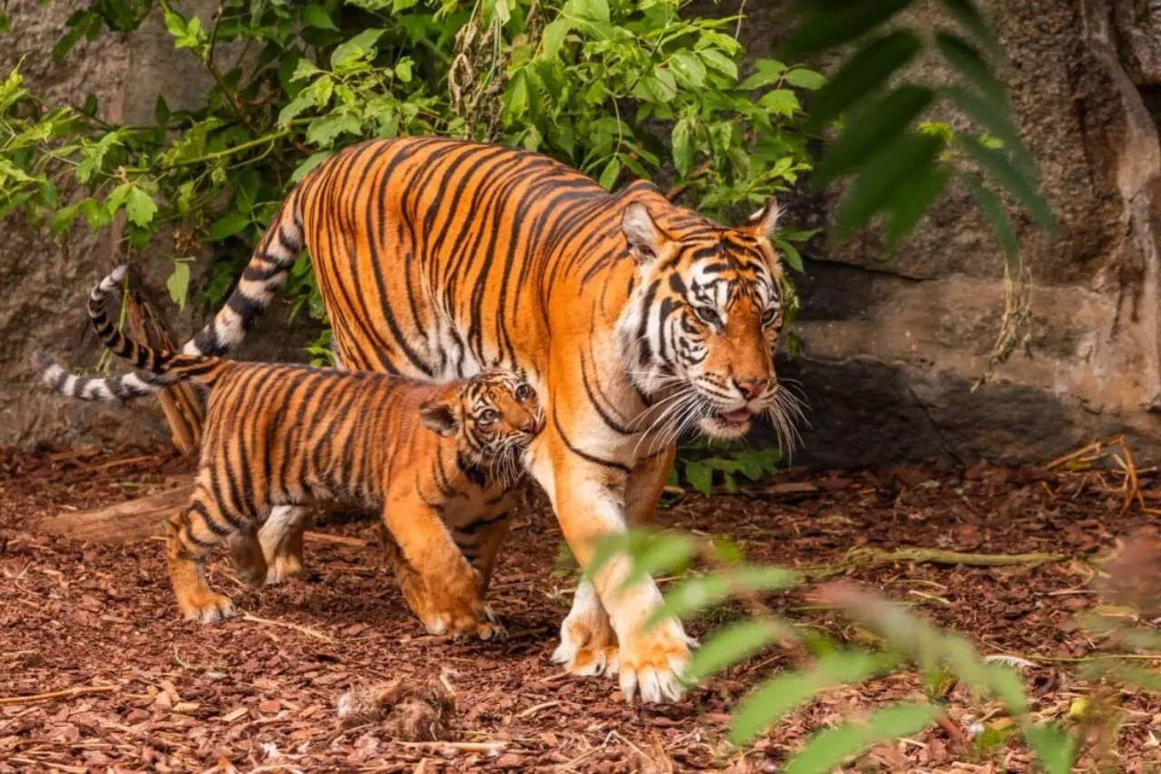 tigres