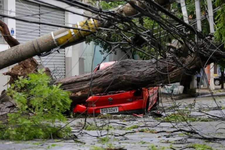 Arvore quebrada Sao Paulo