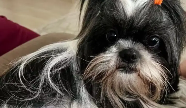 Cadela shih tzu morre esquecida em carro