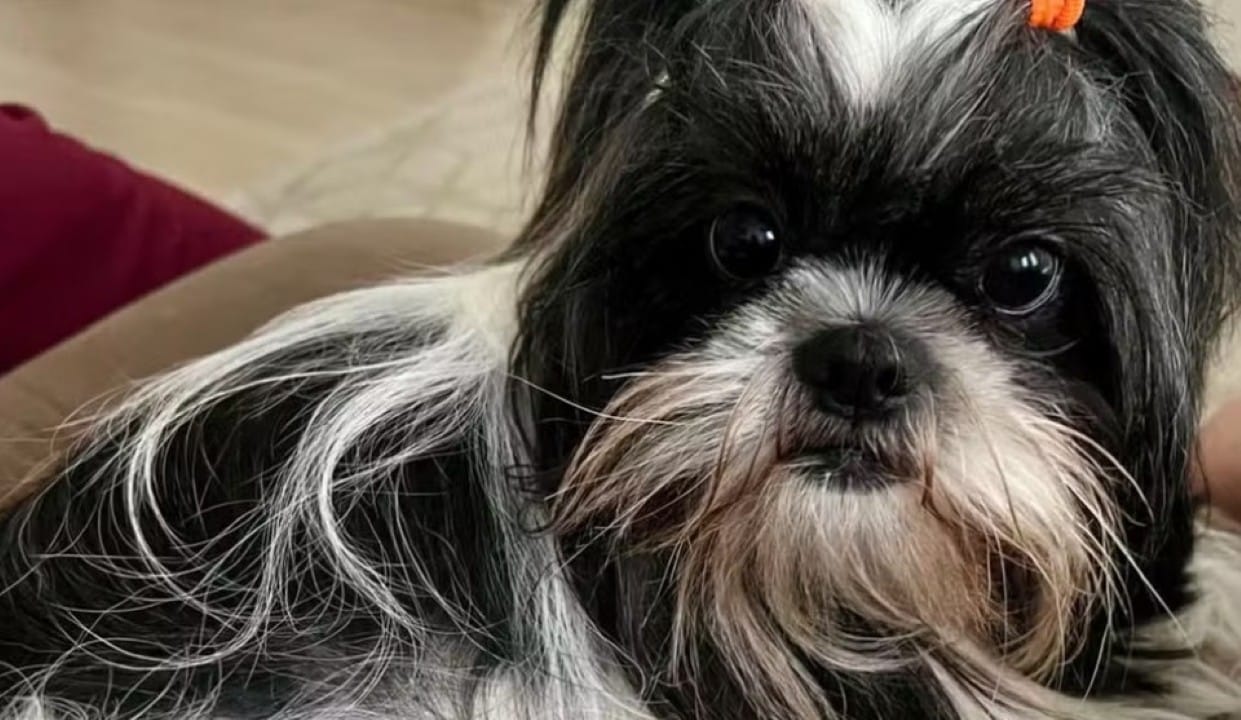 Cadela shih tzu morre esquecida em carro