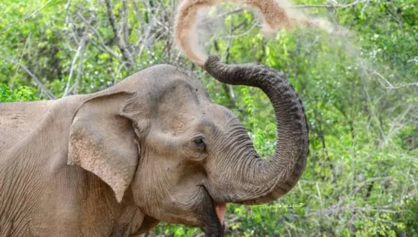 Elefante
