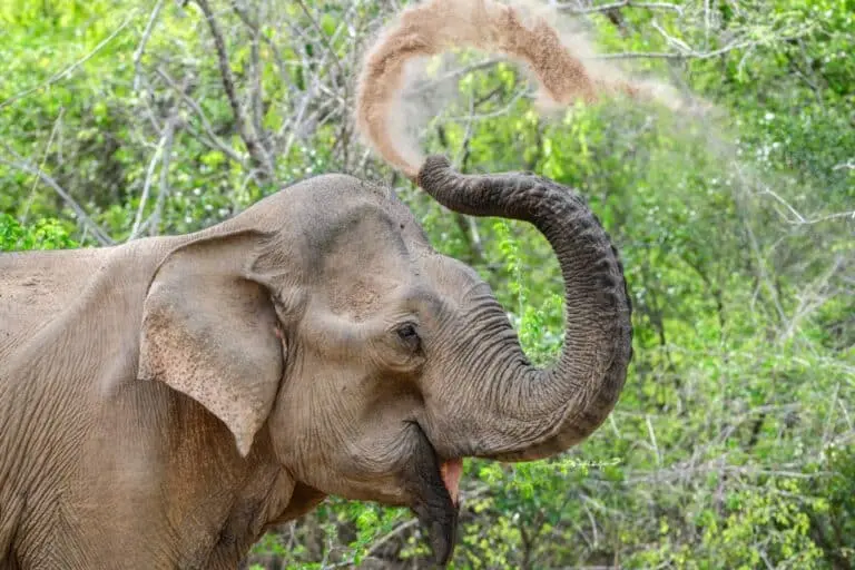 Elefante