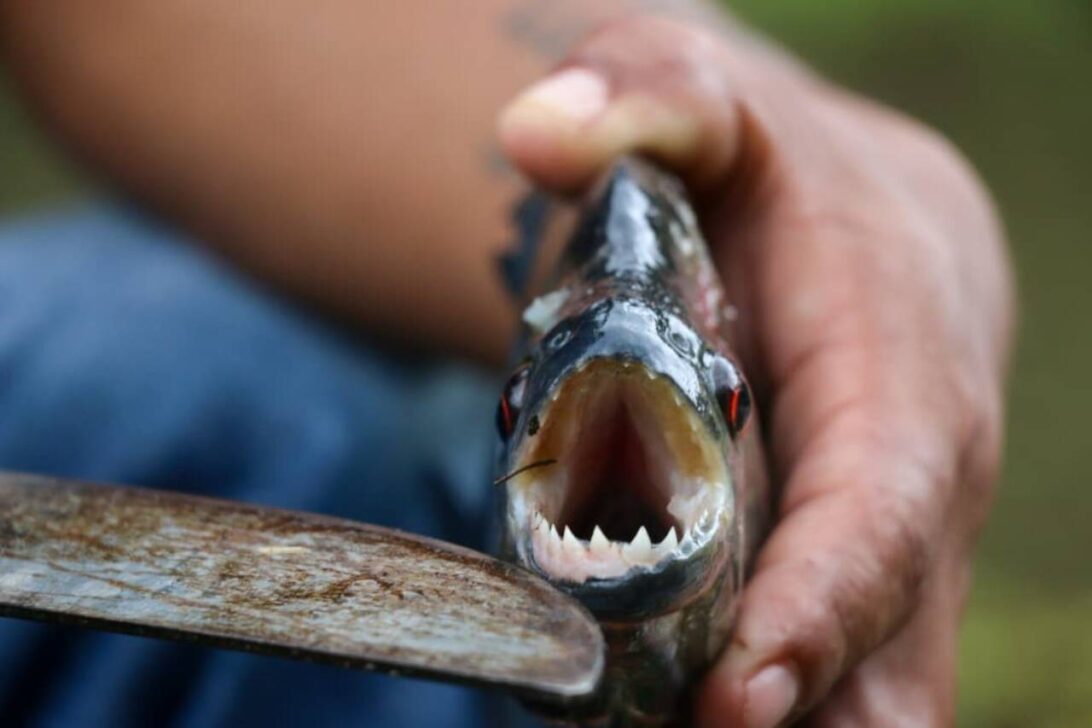 Peixe Piranha